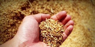 L’Istituto agrario: una scuola da valorizzare