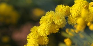 La festa della donna, tra buone e cattive notizie che arrivano dal mondo